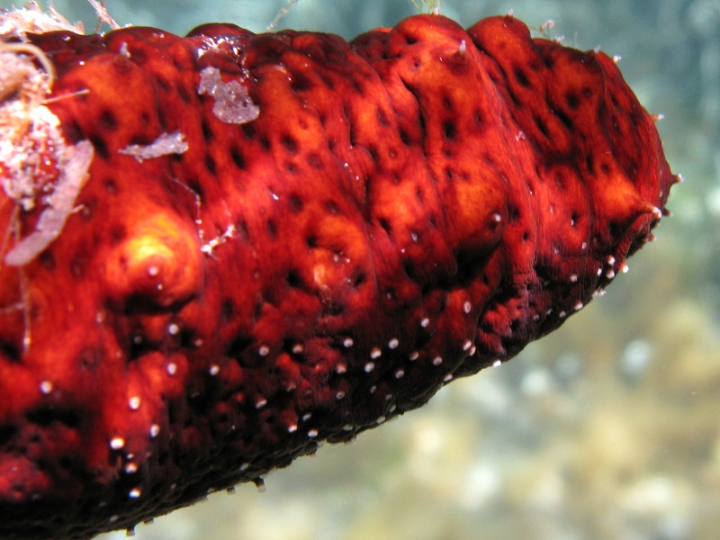 Confronti: Holothuria forskali, Holothuria poli, H. tubulosa